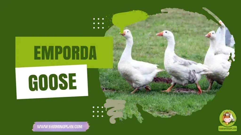 Emporda Goose Care characteristics, agricultural utility and breed care guide