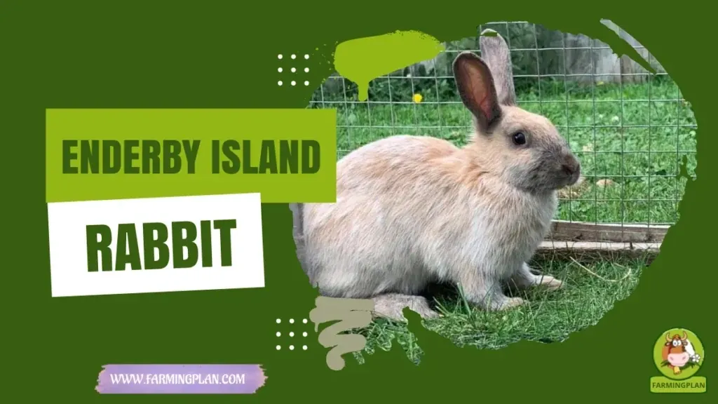 Enderby Island Rabbit - Farming & Breed Profile Enderby Island Rabbit characteristics, agricultural utility and breed care guide