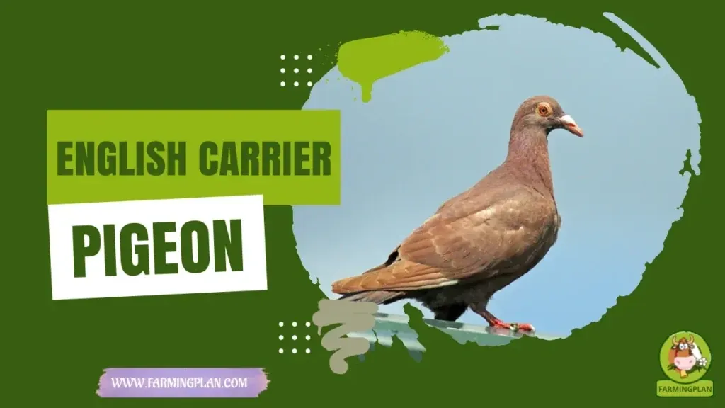 English Carrier Pigeon characteristics, agricultural utility and breed care guide