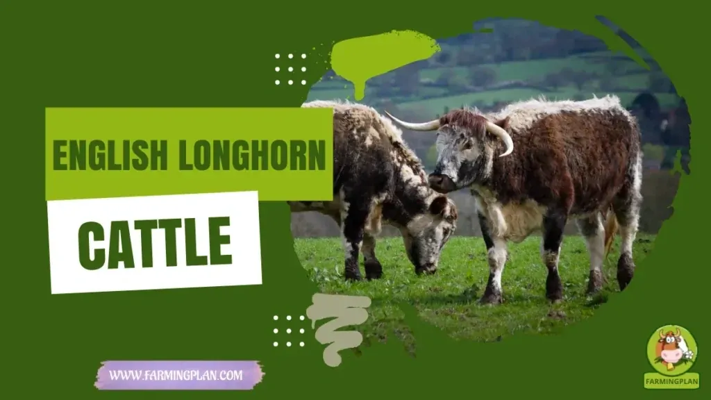 English Longhorn Cattle characteristics, agricultural utility and breed care guide