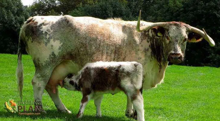 English Longhorn Cattle