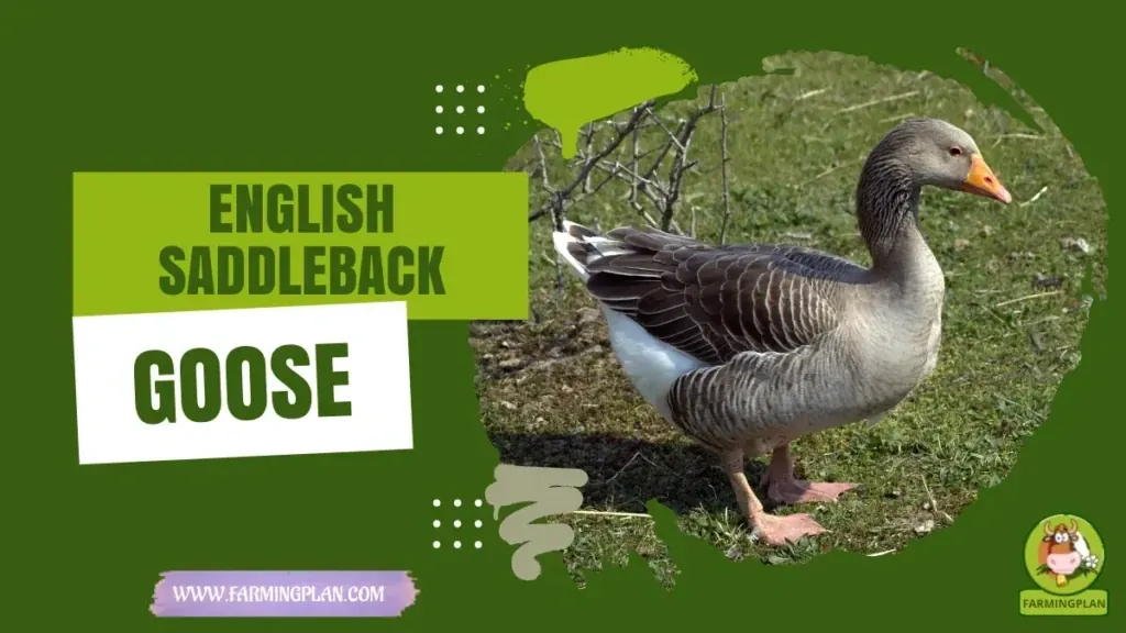 English Saddleback Goose - Farming & Breed Profile English Saddleback Goose characteristics, agricultural utility and breed care guide