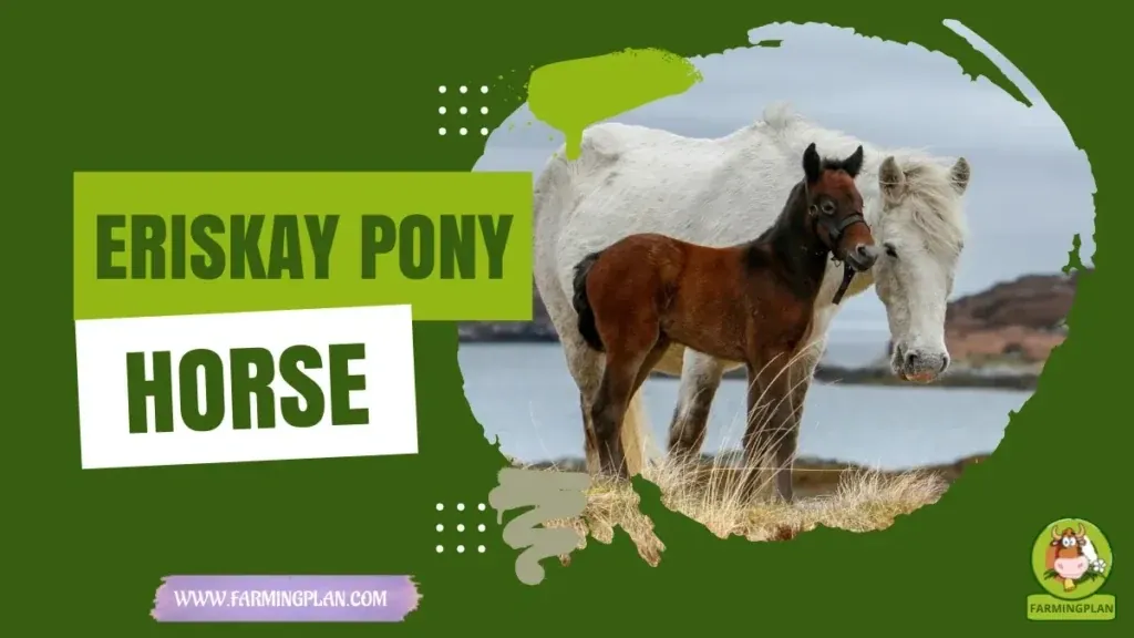 Eriskay Pony Horse characteristics, agricultural utility and breed care guide