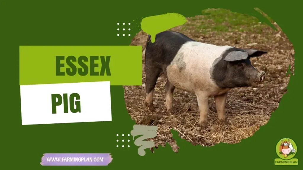 Essex Pig - Farming & Breed Profile Essex Pig characteristics, agricultural utility and breed care guide