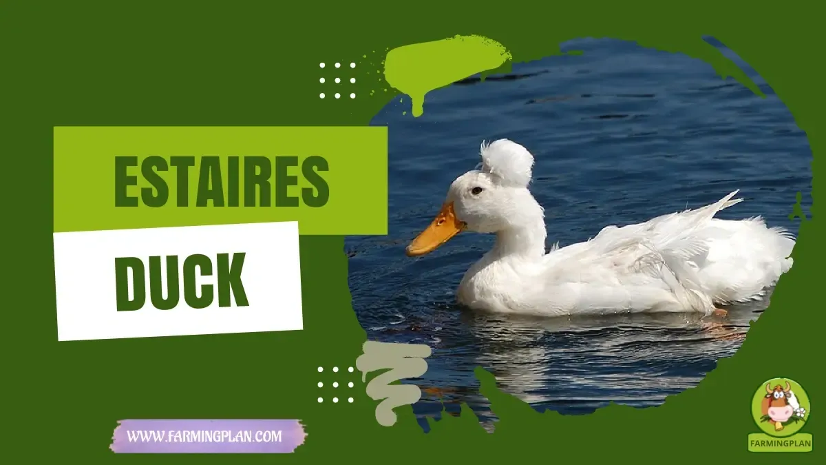 Estaires Duck - Farming & Breed Profile Estaires Duck characteristics, agricultural utility and breed care guide