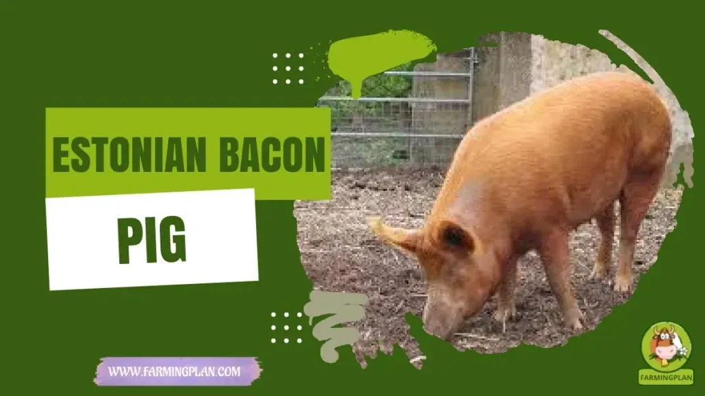 Estonian Bacon Pig - Farming & Breed Profile Estonian Bacon Pig characteristics, agricultural utility and breed care guide