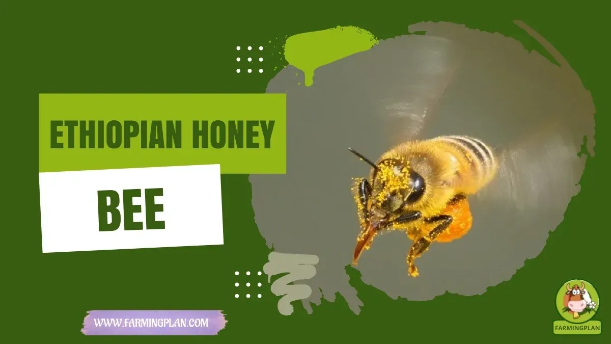 Ethiopian Honey Bee characteristics, agricultural utility and breed care guide