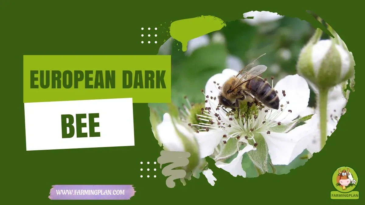 European Dark Bee characteristics, agricultural utility and breed care guide