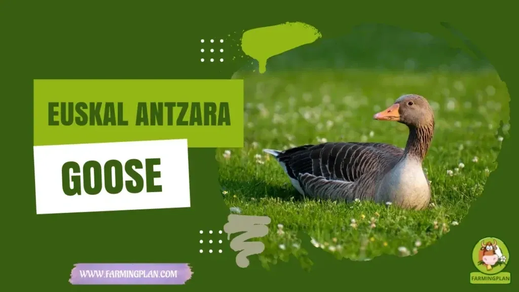 Euskal Antzara Goose - Farming & Breed Profile Euskal Antzara Goose characteristics, agricultural utility and breed care guide