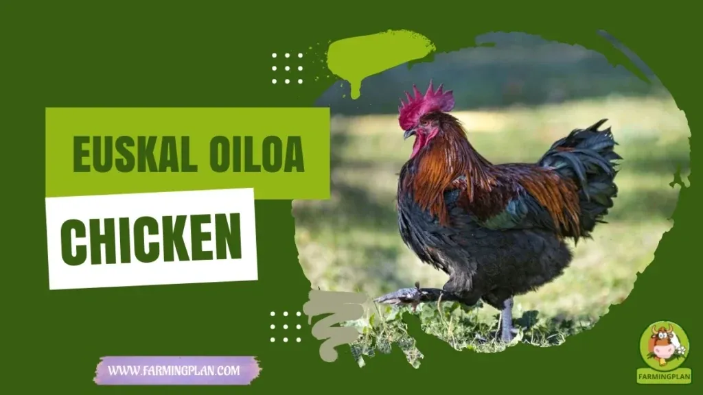 euskal oiloa chicken