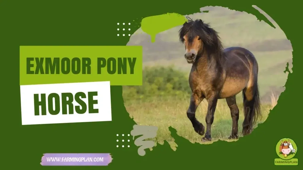 Exmoor Pony Horse characteristics, agricultural utility and breed care guide