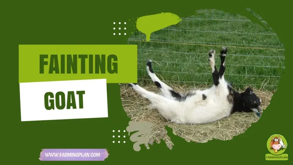 Fainting Goat characteristics, agricultural utility and breed care guide
