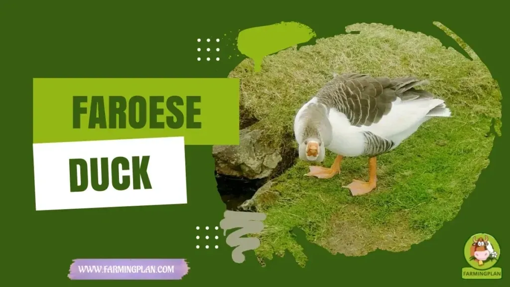 Faroese Duck characteristics, agricultural utility and breed care guide