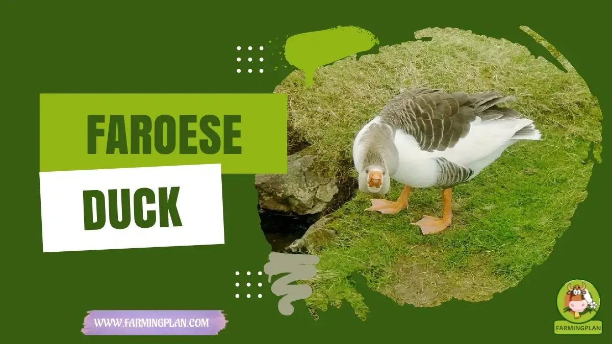 Faroese Duck - Farming & Breed Profile Faroese Duck characteristics, agricultural utility and breed care guide