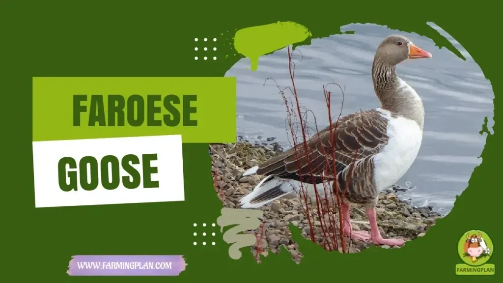 Faroese Goose Magic characteristics, agricultural utility and breed care guide
