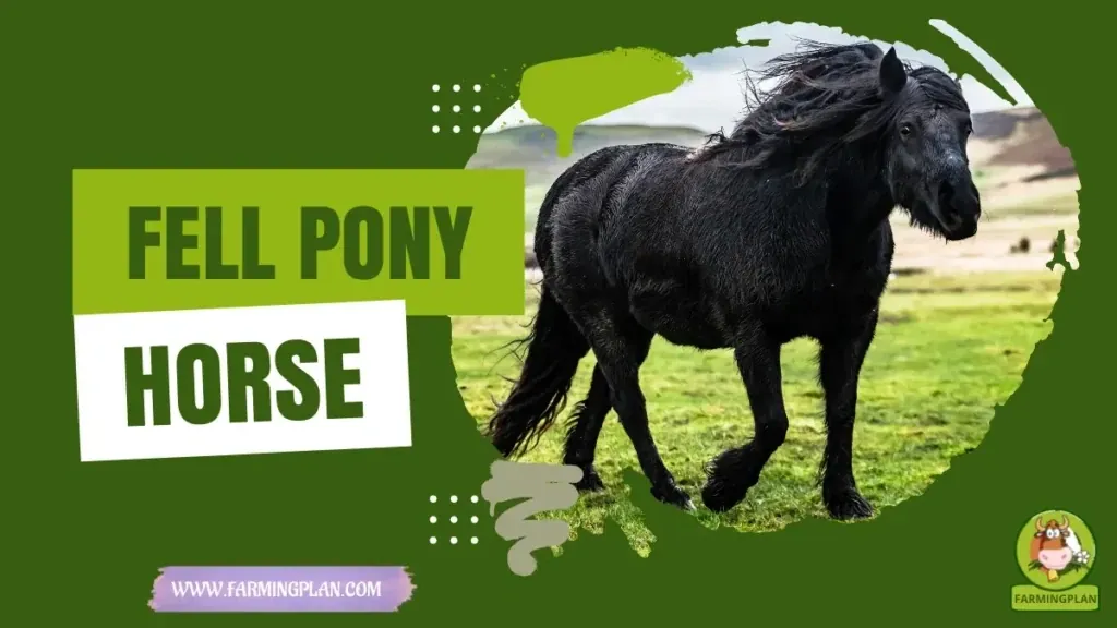 Fell Pony Horse characteristics, agricultural utility and breed care guide