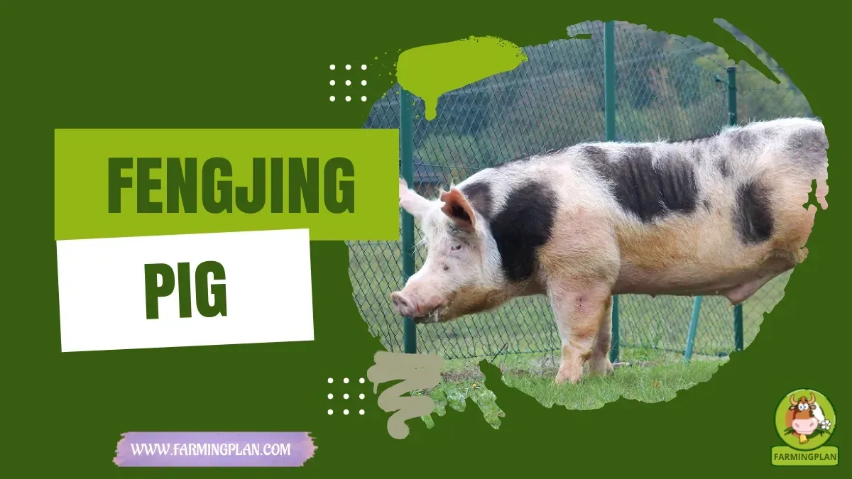 Fengjing Pig - Farming & Breed Profile Fengjing Pig characteristics, agricultural utility and breed care guide