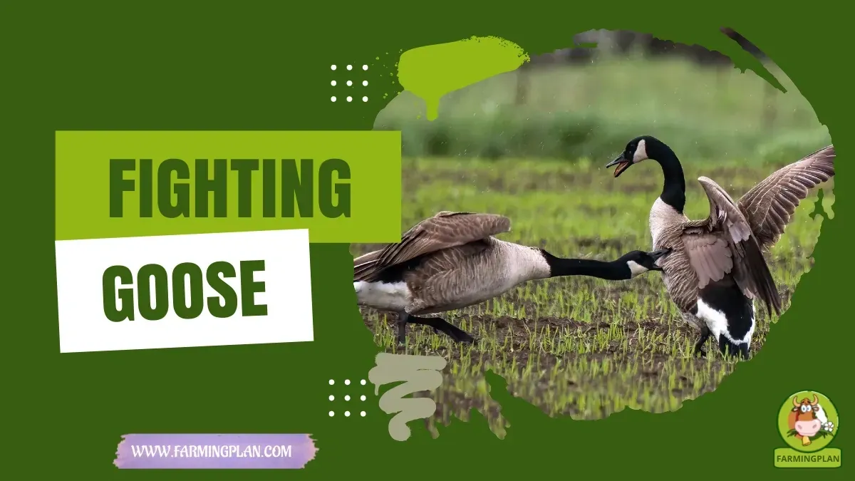 Fighting Goose - Farming & Breed Profile Fighting Goose characteristics, agricultural utility and breed care guide