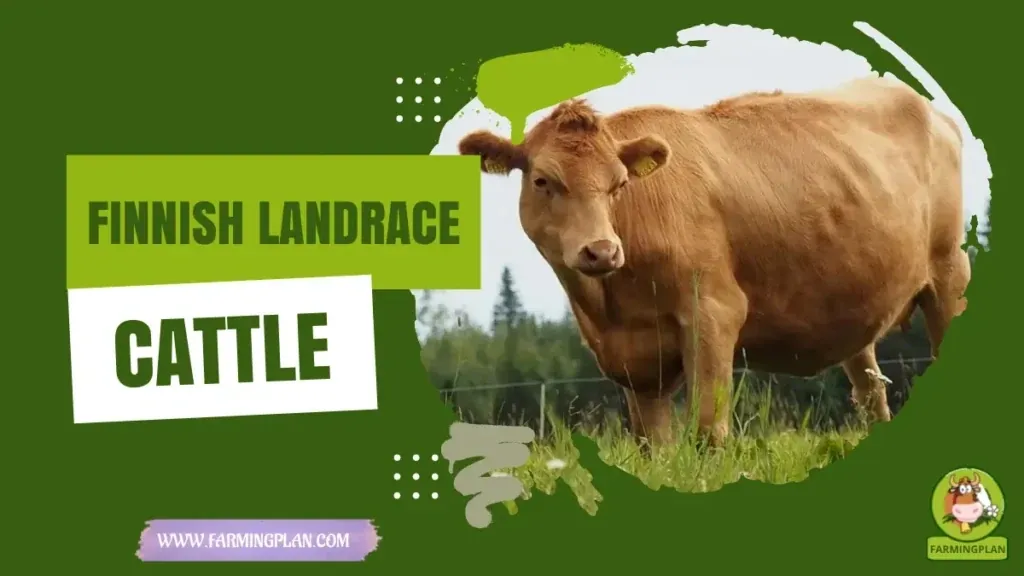 Finn Cattle characteristics, agricultural utility and breed care guide