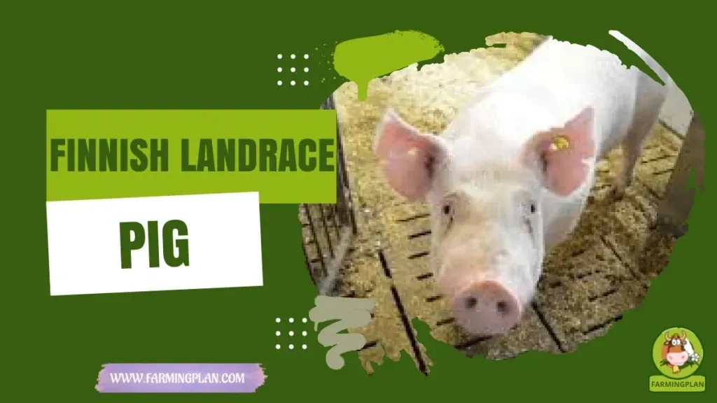 Finnish Landrace Pig characteristics, agricultural utility and breed care guide