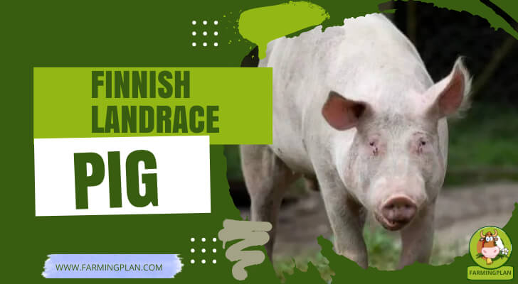 Finnish Landrace Pig