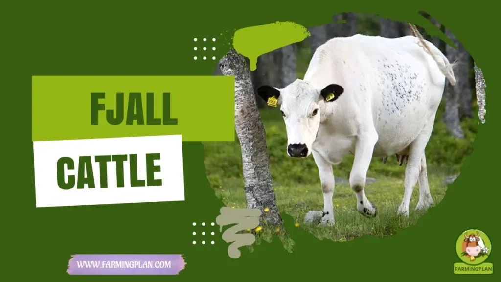 Fjall Cattle characteristics, agricultural utility and breed care guide