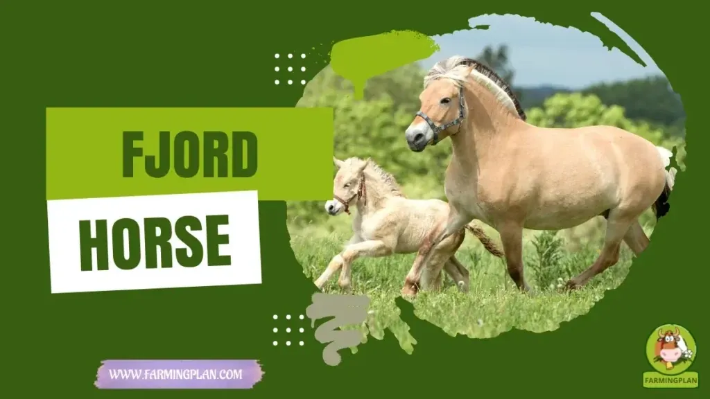 Fjord Horse characteristics, agricultural utility and breed care guide