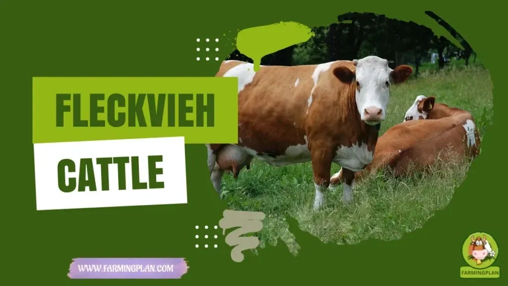 Fleckvieh Cattle characteristics, agricultural utility and breed care guide