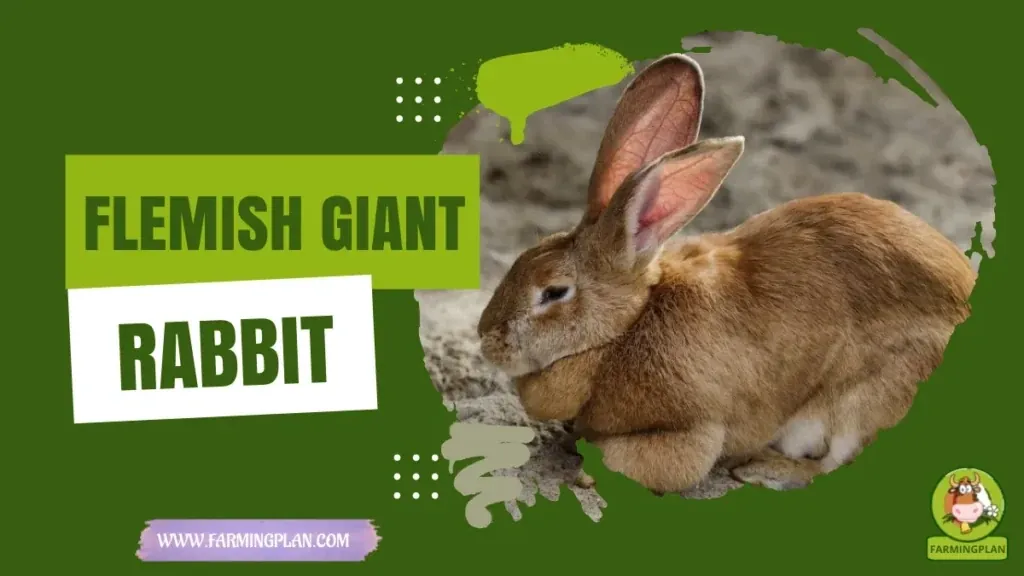 Flemish Giant Rabbit characteristics, agricultural utility and breed care guide