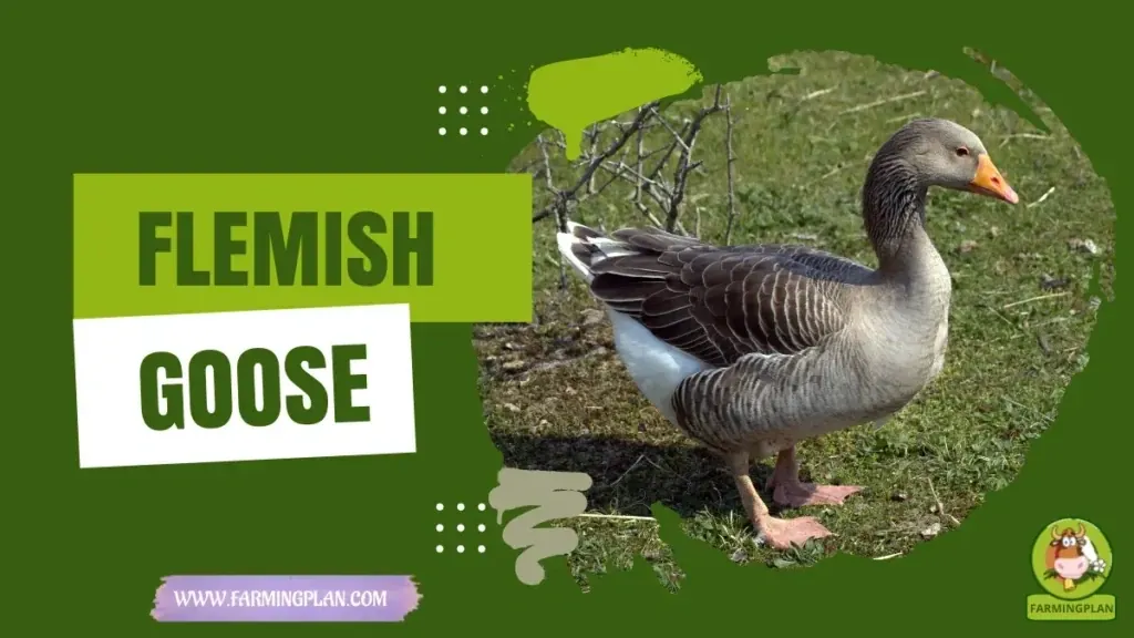 Flemish Goose characteristics, agricultural utility and breed care guide