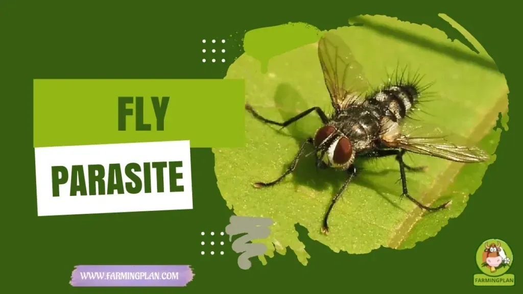 Fly Insect Farming Guide