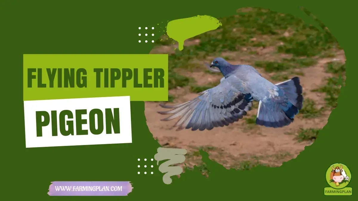 Flying Tippler - Farming & Breed Profile flying tippler pigeon