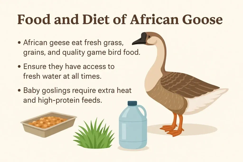 African Goose - Farming & Breed Profile Food and Diet of African Goose