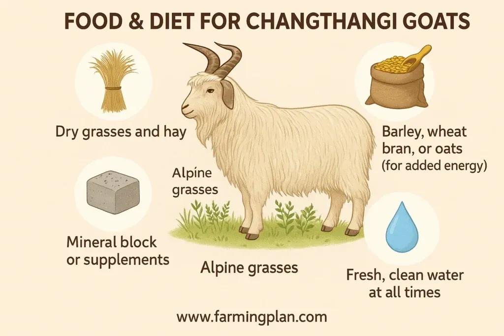 food & diet for changthangi goats
