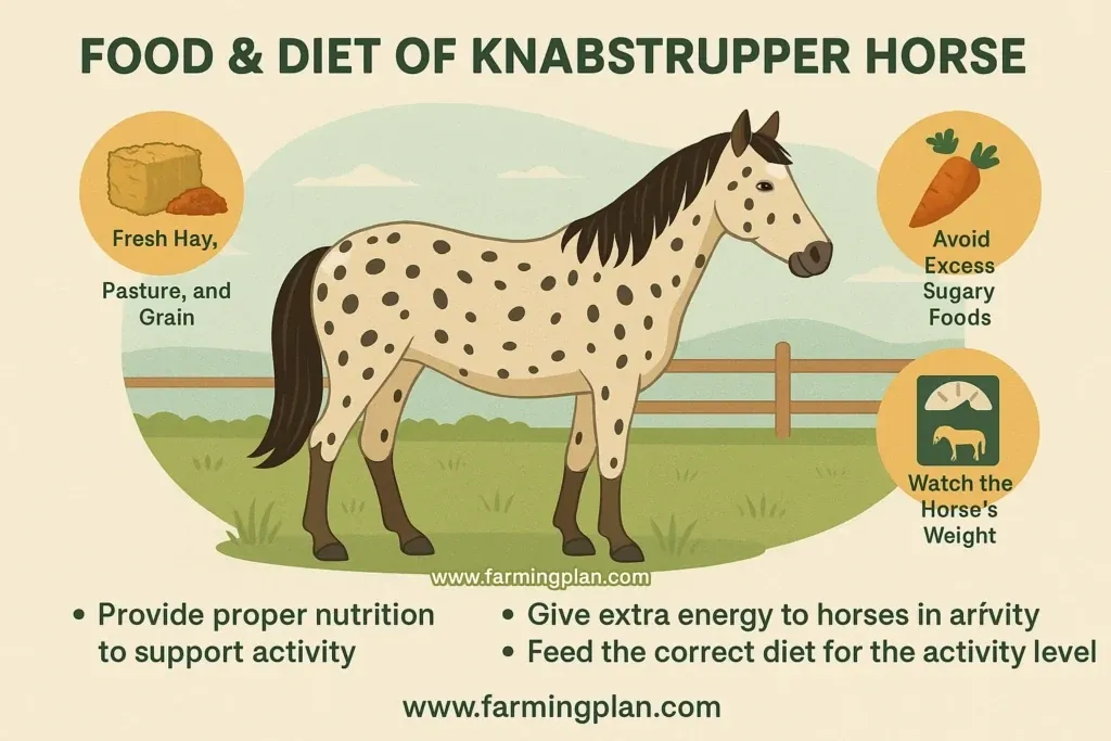 Knabstrupper Horse - Farming & Breed Profile food & diet of knabstrupper horse