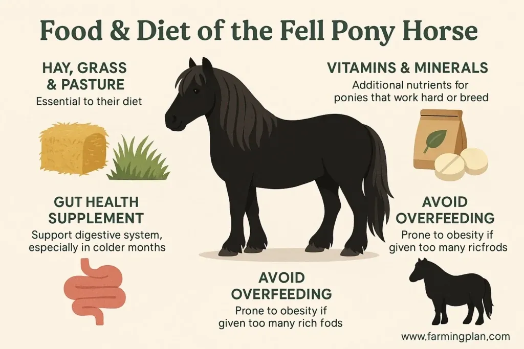 food & diet of the fell pony horse
