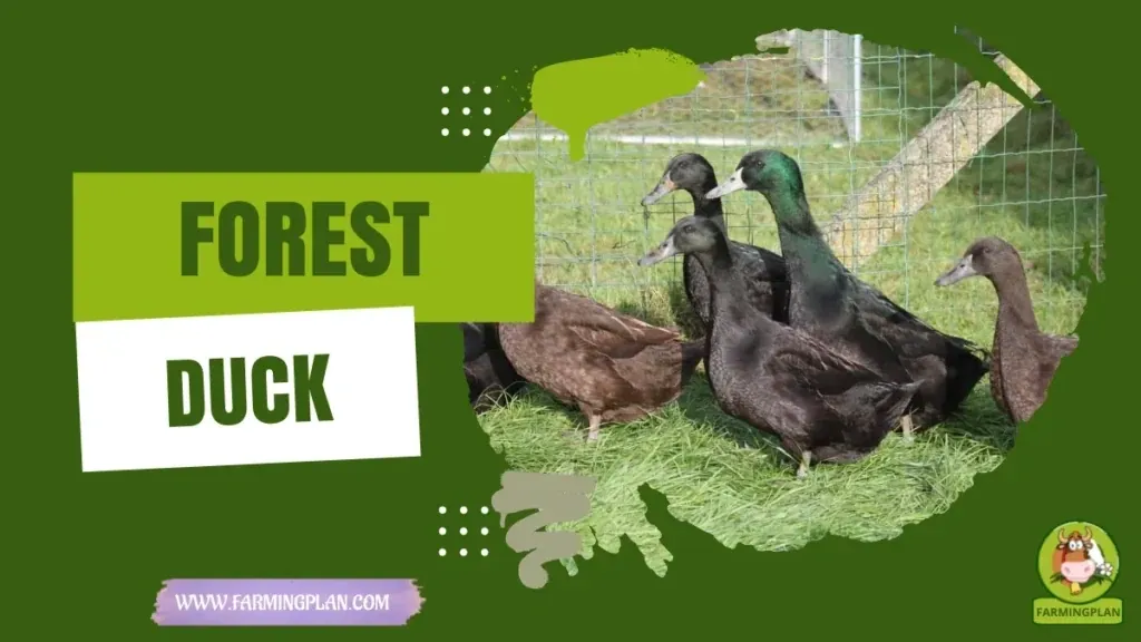 Forest Duck characteristics, agricultural utility and breed care guide