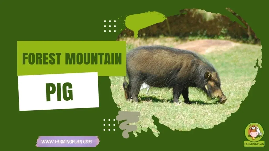 Forest Mountain Pig characteristics, agricultural utility and breed care guide