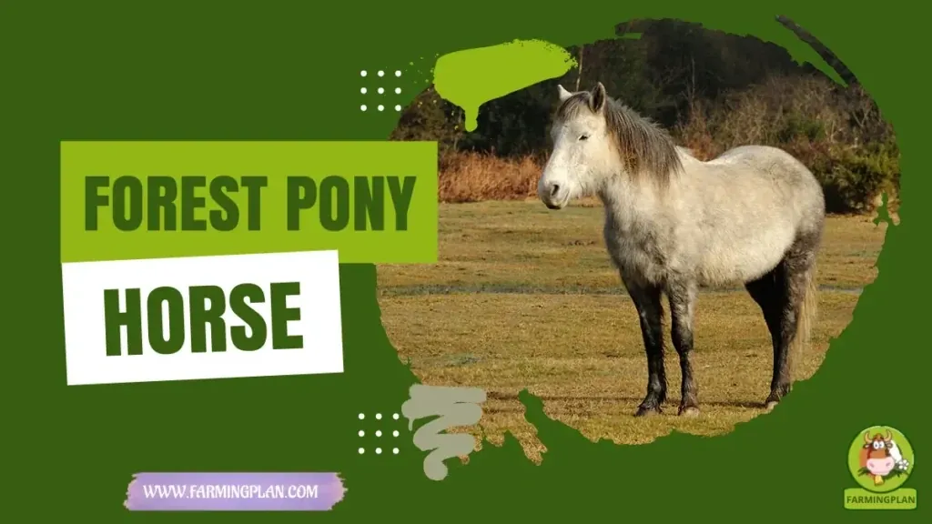 Forest Pony Horse characteristics, agricultural utility and breed care guide