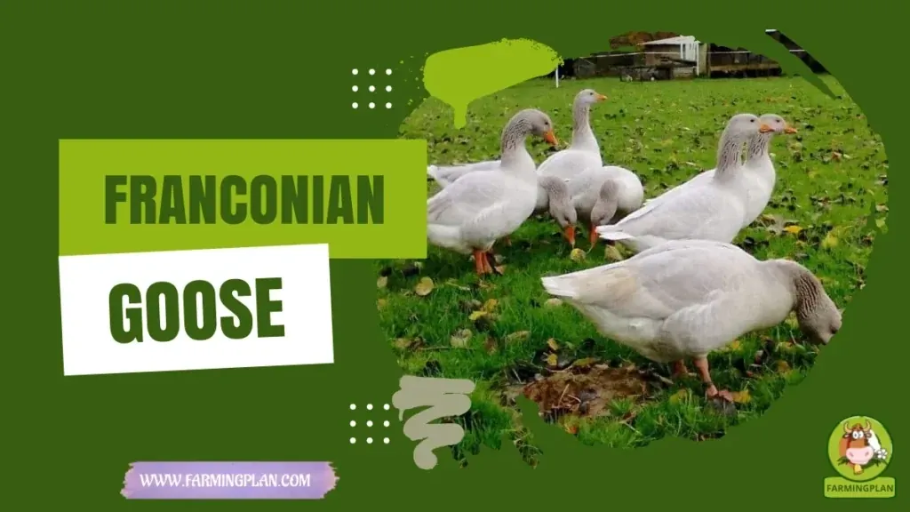 Franconian Goose characteristics, agricultural utility and breed care guide