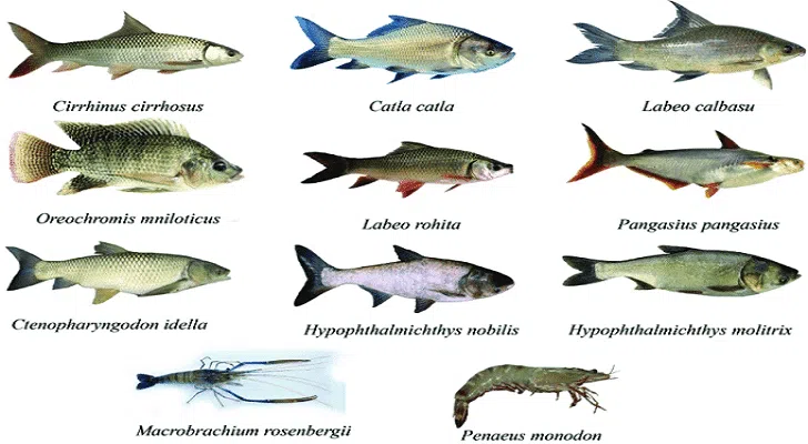 Freshwater Fish