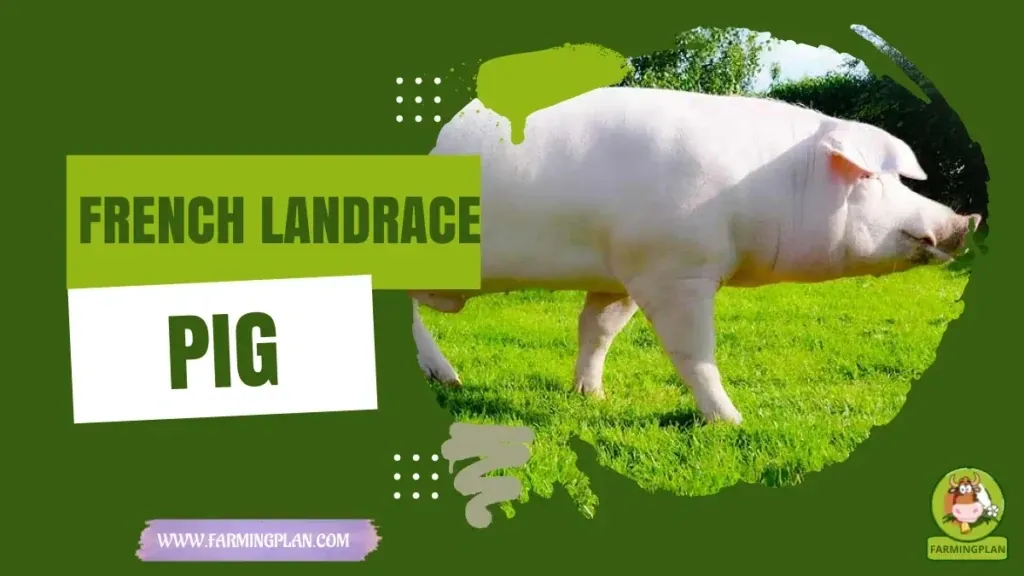French Landrace Pig - Farming & Breed Profile French Landrace Pig characteristics, agricultural utility and breed care guide