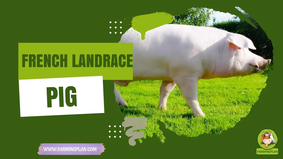 French Landrace Pig characteristics, agricultural utility and breed care guide
