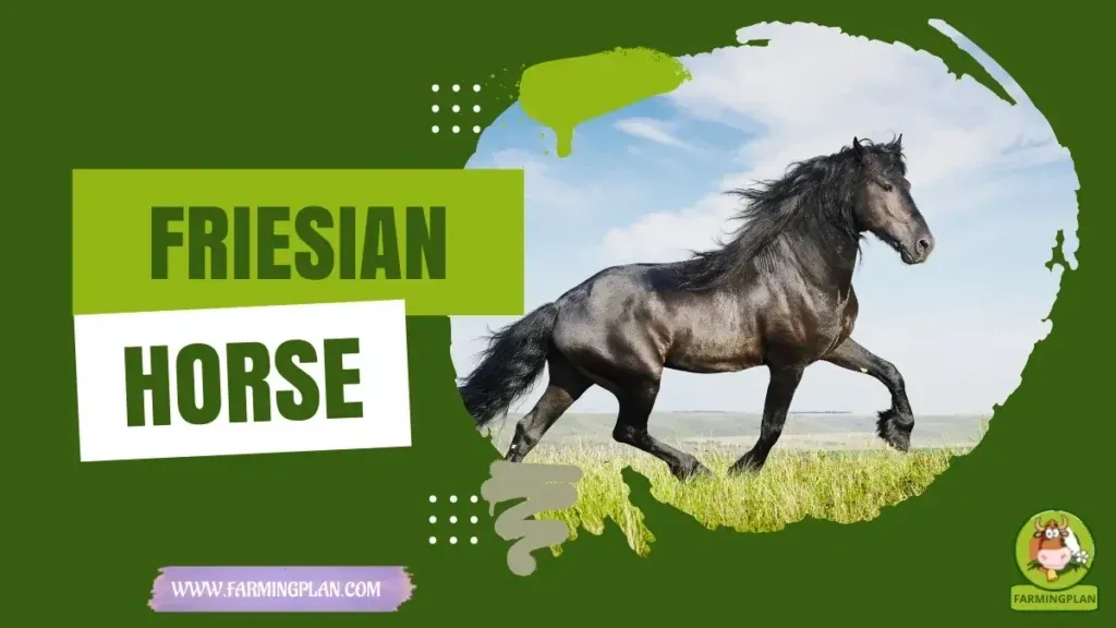 Friesian Horse - Farming & Breed Profile Friesian Horse characteristics, agricultural utility and breed care guide