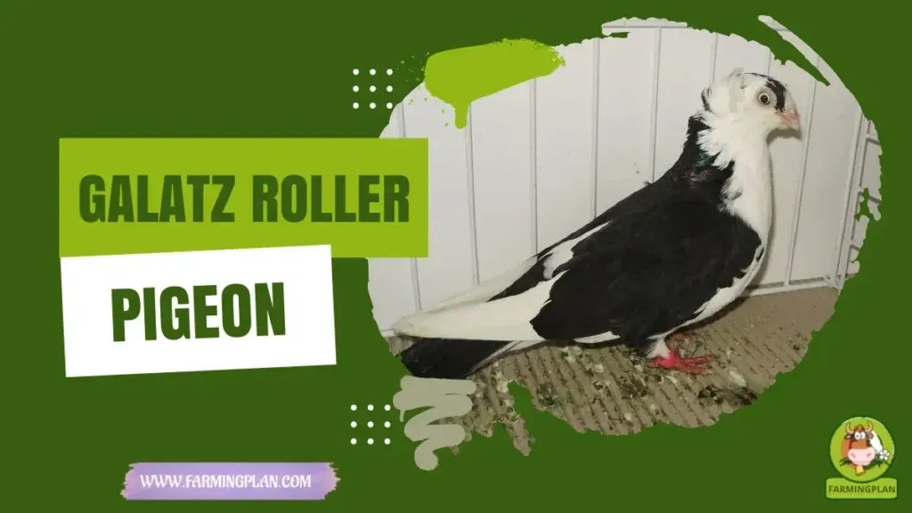 Roller Pigeon characteristics, agricultural utility and breed care guide