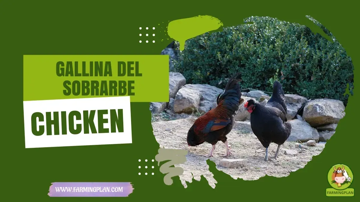 gallina del sobrarbe chicken