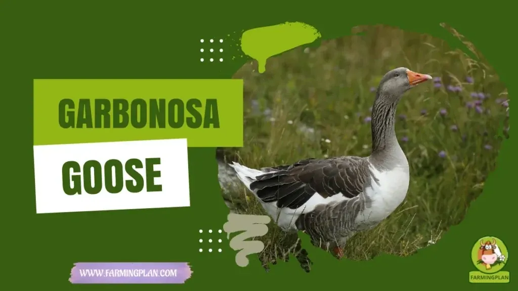 Garbonosa Goose Care characteristics, agricultural utility and breed care guide