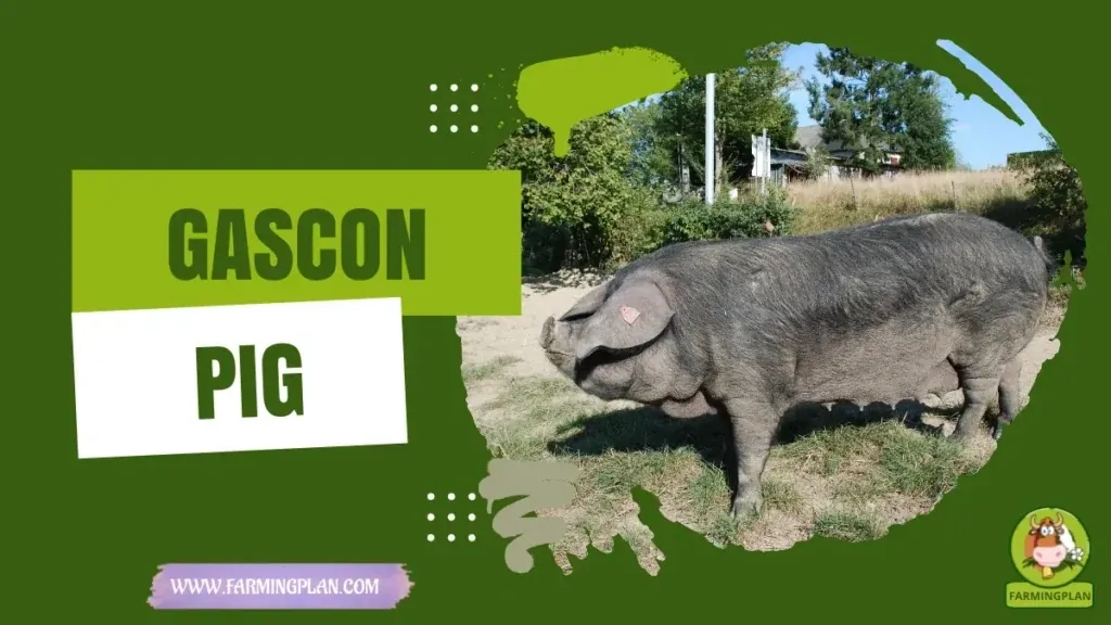 Gascon Pig characteristics, agricultural utility and breed care guide