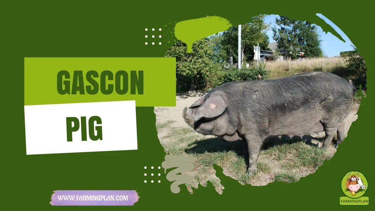 Gascon Pig characteristics, agricultural utility and breed care guide