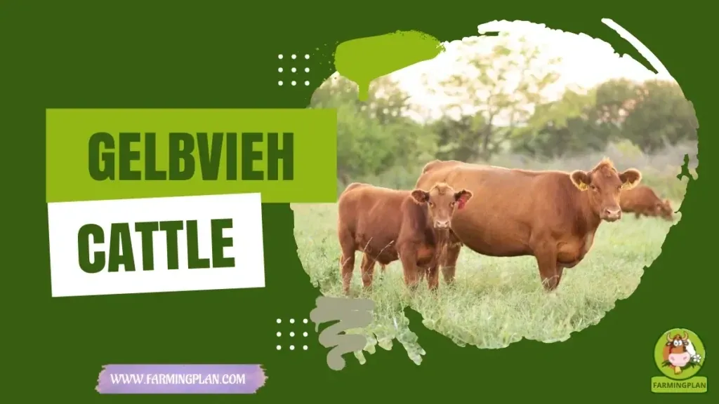 Gelbvieh Cattle - Farming & Breed Profile Gelbvieh Cattle characteristics, agricultural utility and breed care guide